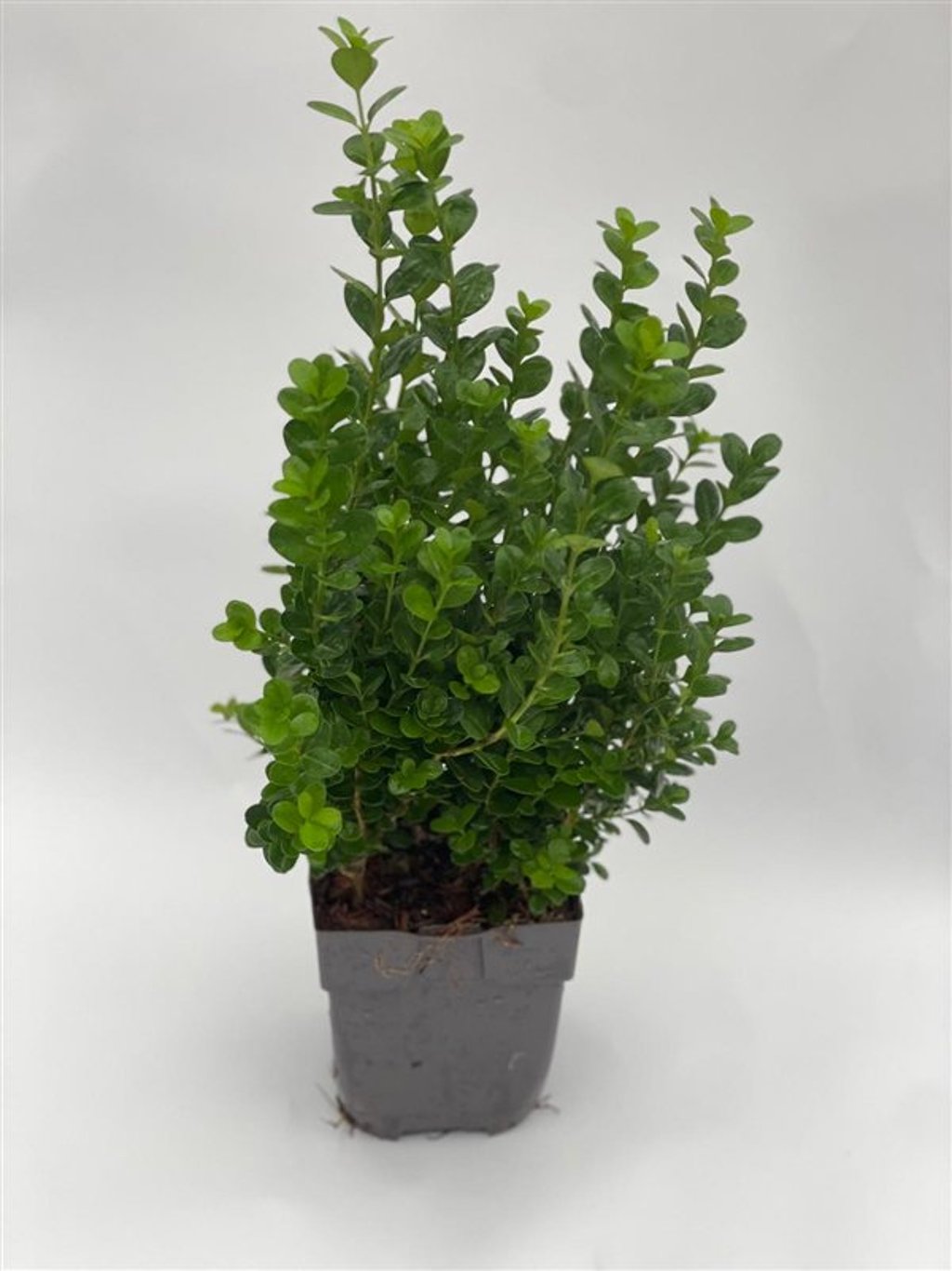 Buxus sem. Newgen Freedom - P13